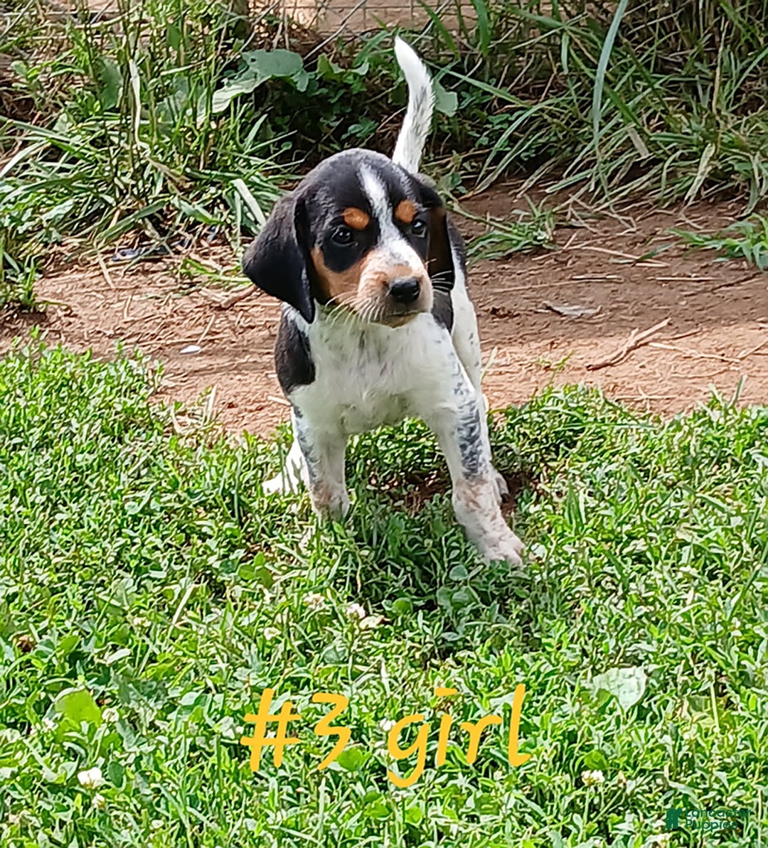 Redbone Coonhound dogs for sale: Daisy - Image 1