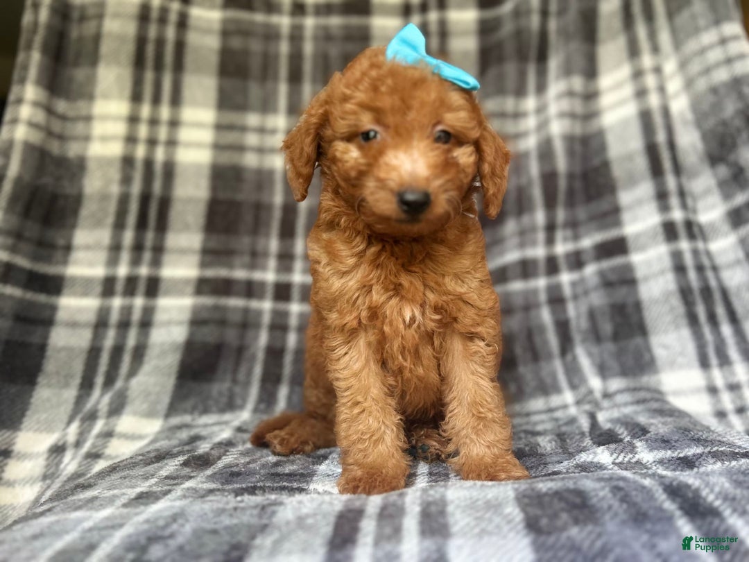 Mini Goldendoodle dogs for sale: Nelly - Image 4