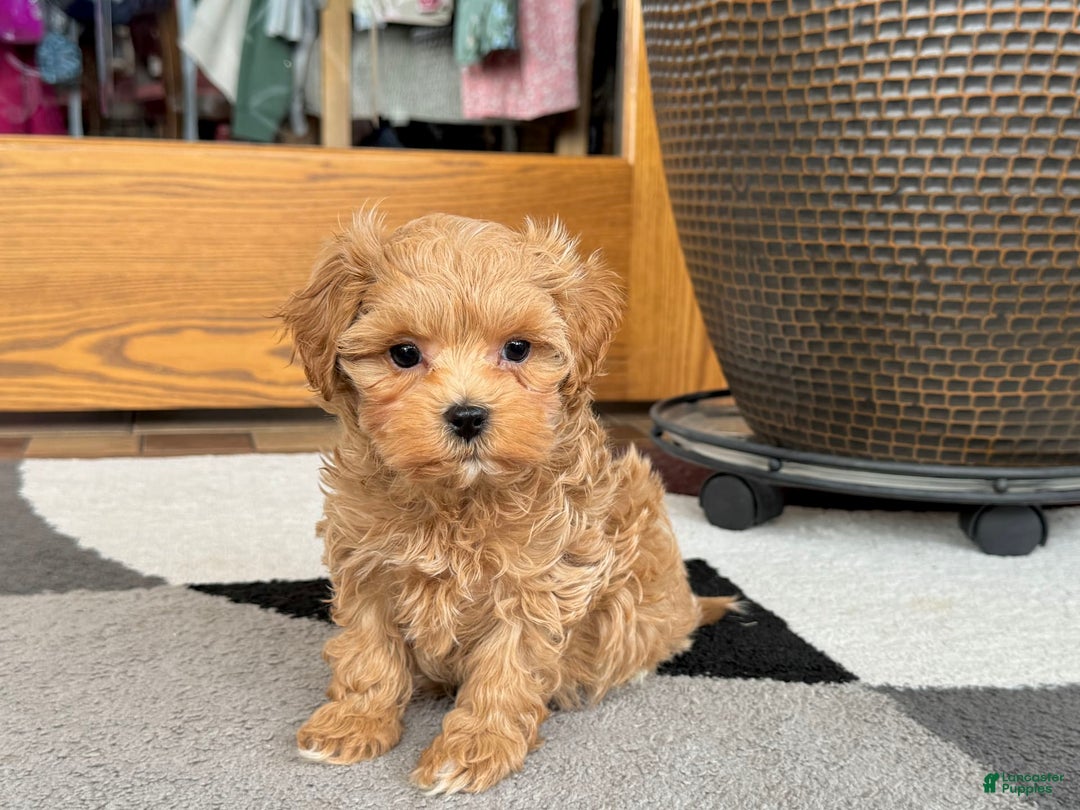 Maltipoo dogs for sale: Gordon - Image 4