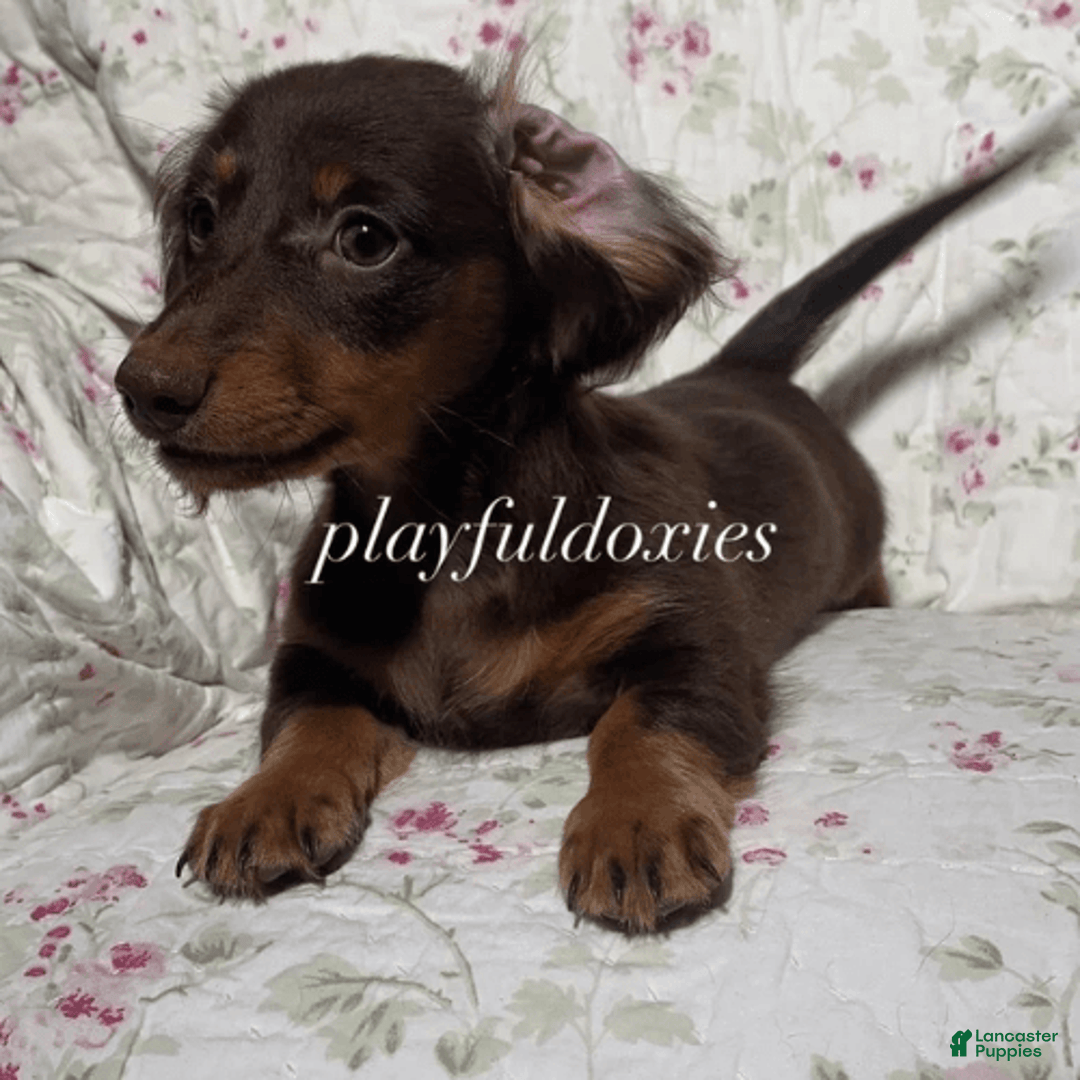 Dachshund dogs for sale: Brownie Chocolate Girl 1952 - Image 5