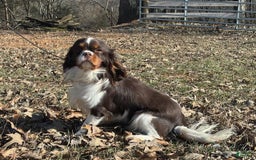 Cavalier King Charles Spaniel dogs for sale: Checkers - Image 7