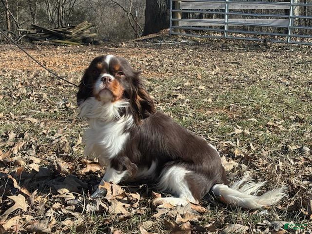 Cavalier King Charles Spaniel dogs for sale: Checkers - Image 7
