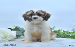 Shih Tzu dogs for sale: Nathaniel - Image 1