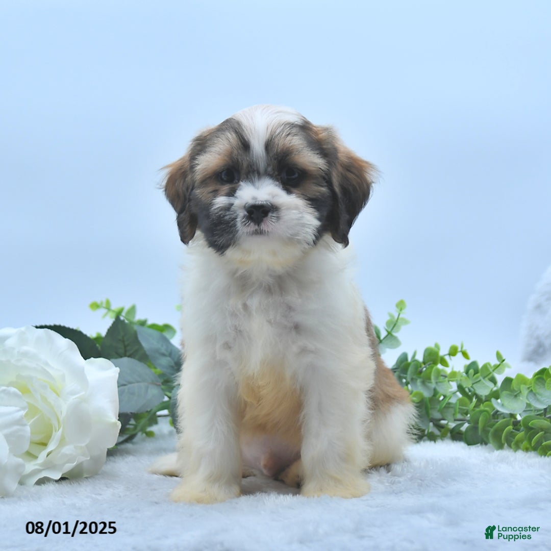 Shih Tzu dogs for sale: Nathaniel - Image 1
