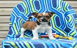 Jack Russell Terrier dogs for sale: Isaiah - Image 1