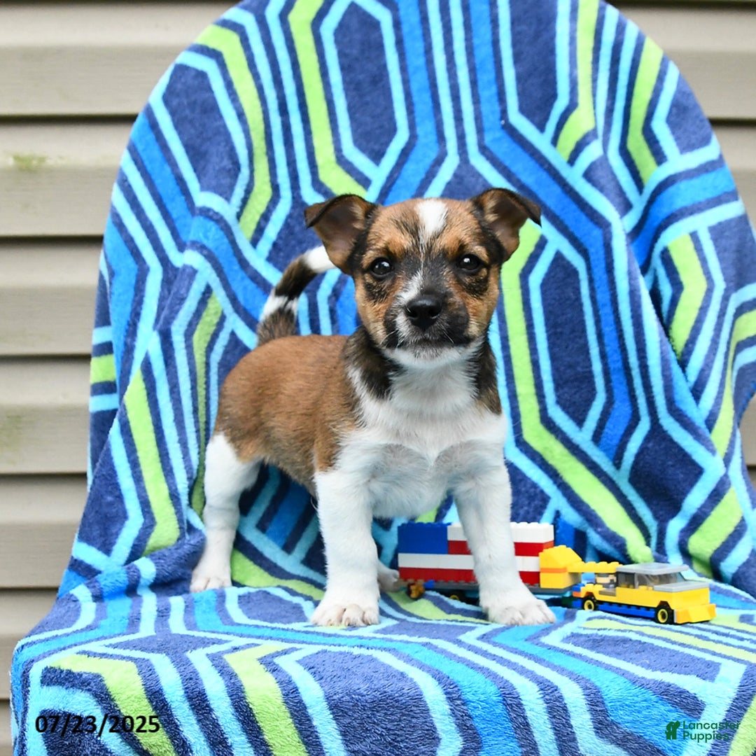 Jack Russell Terrier dogs for sale: Isaiah - Image 1