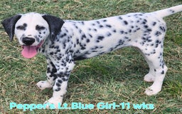 Dalmatian dogs for sale: Peppers Lt. Blue Girl - Image 9