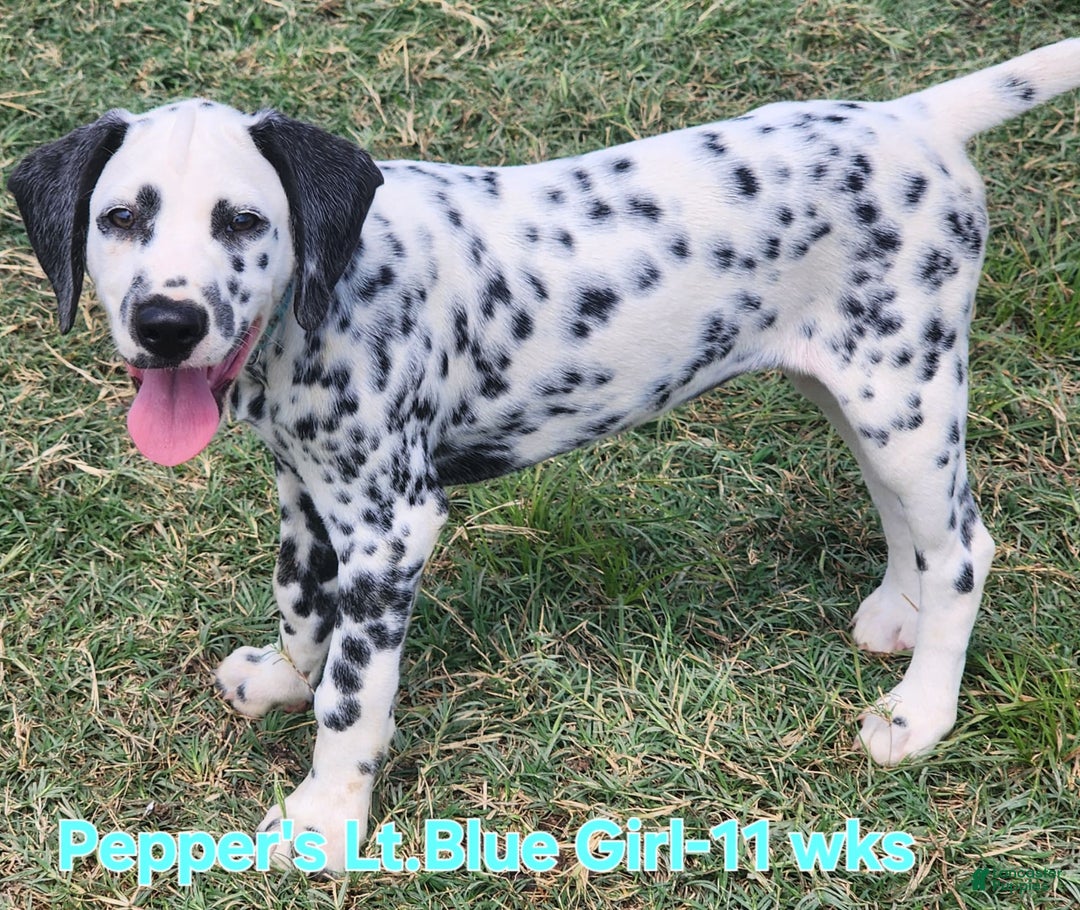 Dalmatian dogs for sale: Peppers Lt. Blue Girl - Image 9