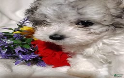 Maltipoo dogs for sale: Sweet Pea - Image 21