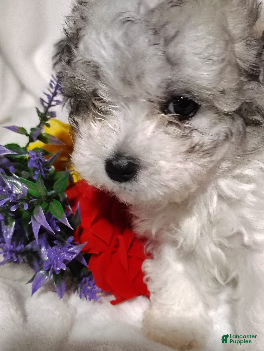 Maltipoo dogs for sale: Sweet Pea - Image 21