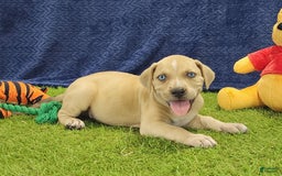 Catahoula Leopard Dog dogs for sale: Tess 2025 Male 1 - Image 6