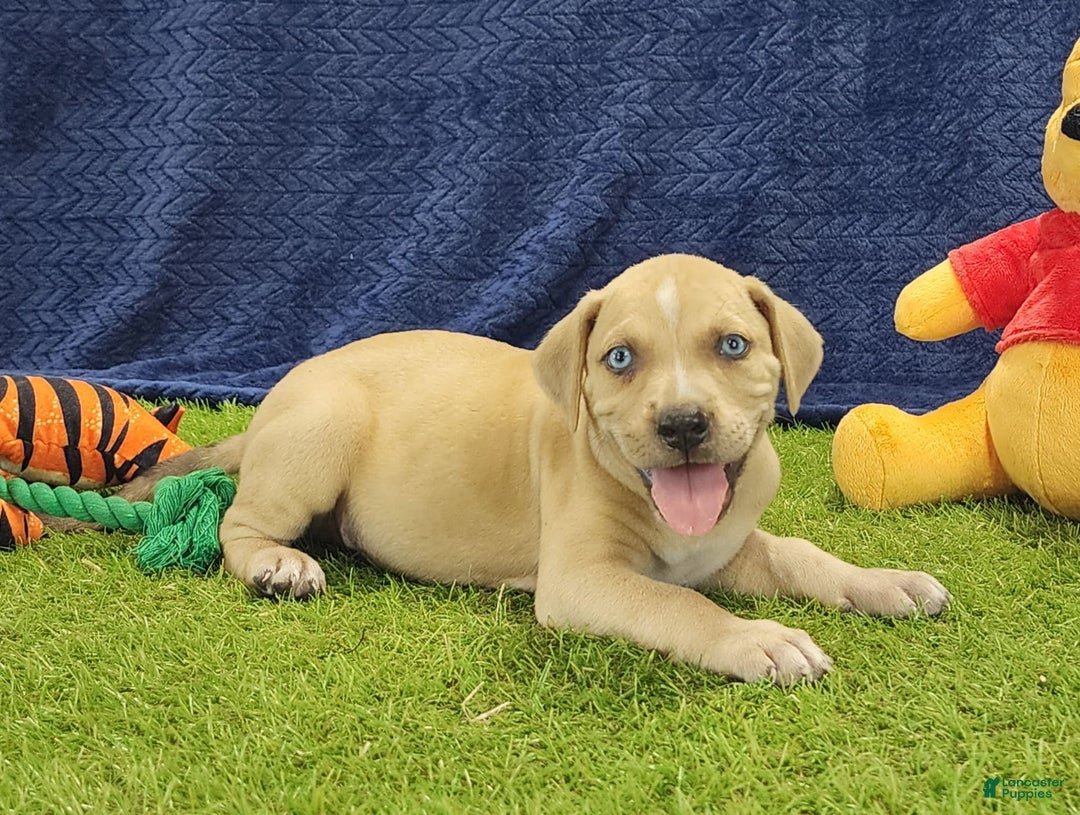 Catahoula Leopard Dog dogs for sale: Tess 2025 Male 1 - Image 6