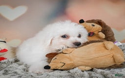 Bichon Frise dogs for sale: Tanner - Image 5