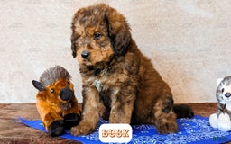 Bernedoodle dogs for sale: Buck - Image 15