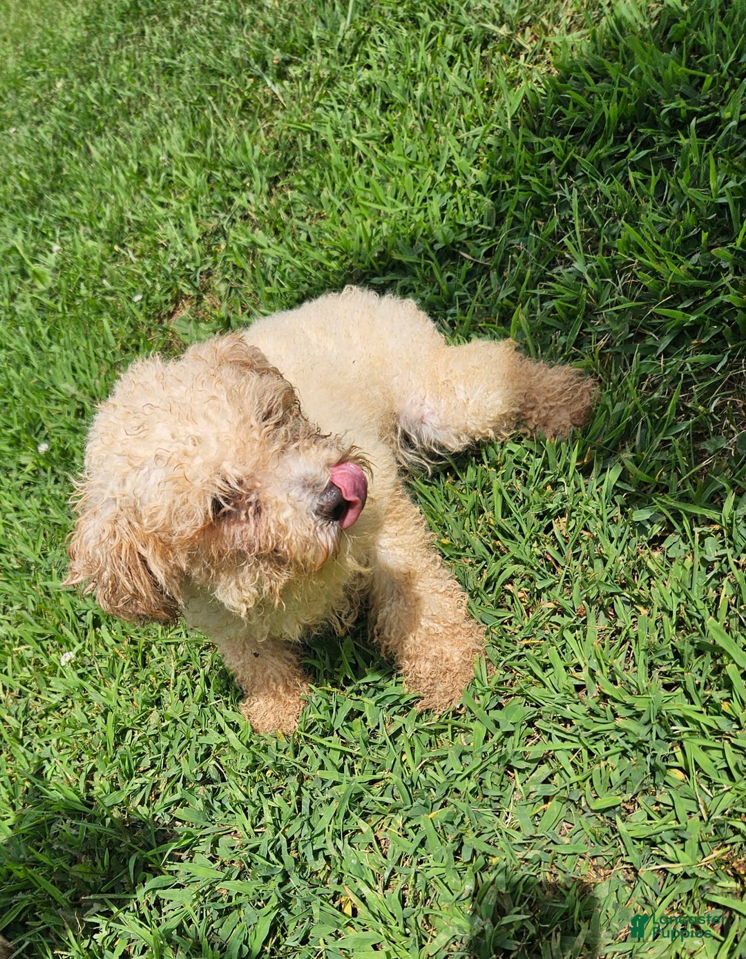 Cavapoo dogs for sale: Cole - Image 3