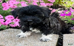 Havanese dogs for sale: Rosie - Image 1