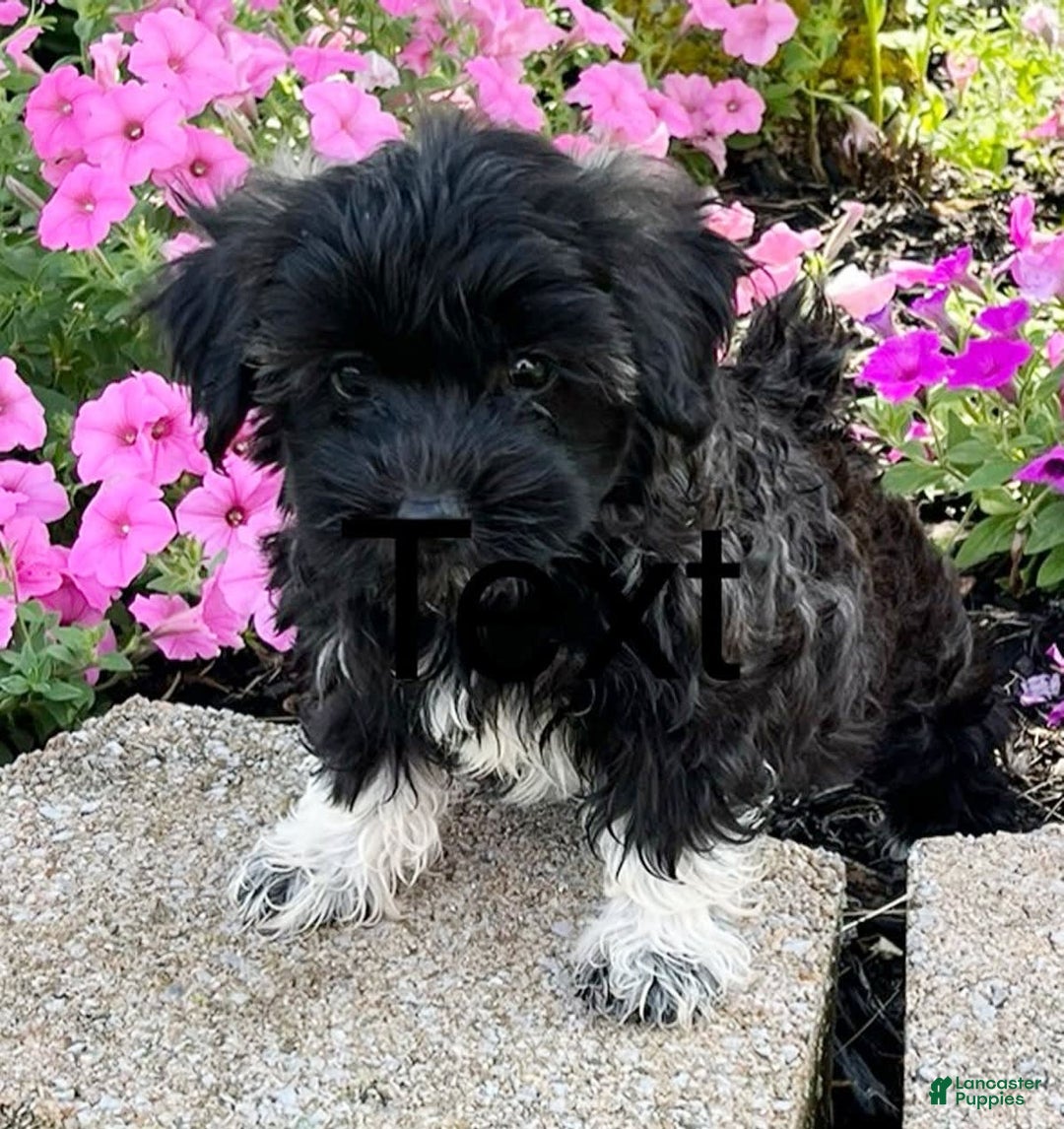 Havanese dogs for sale: Rosie - Image 1