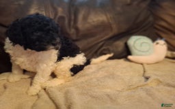 Labradoodle dogs for sale: Henna - Image 3