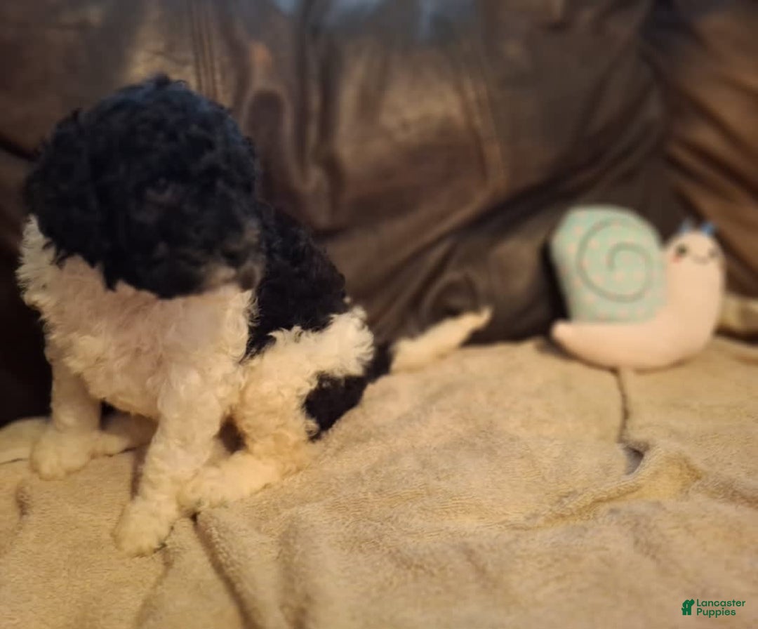 Labradoodle dogs for sale: Henna - Image 3