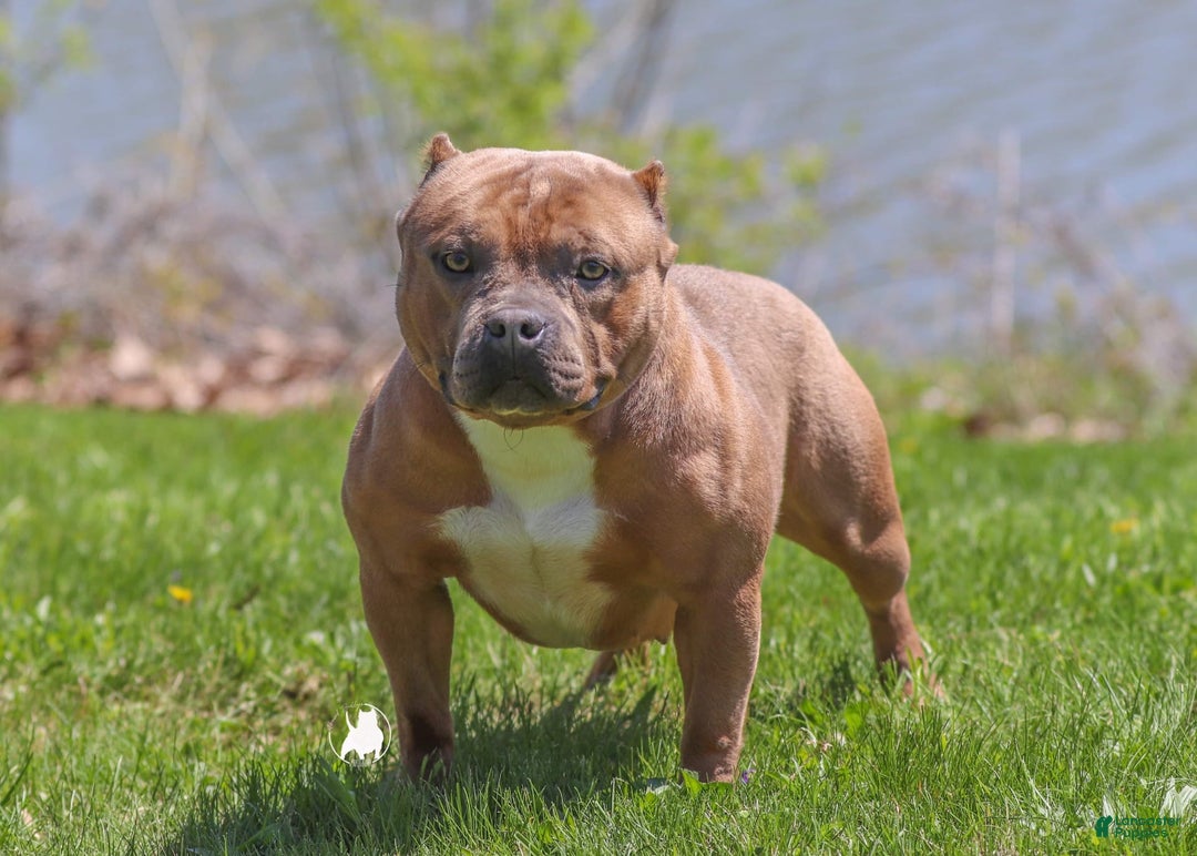 American Bully dogs for sale: Willy - Image 3