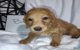 Mini Goldendoodle dogs for sale: Bear - Image 4