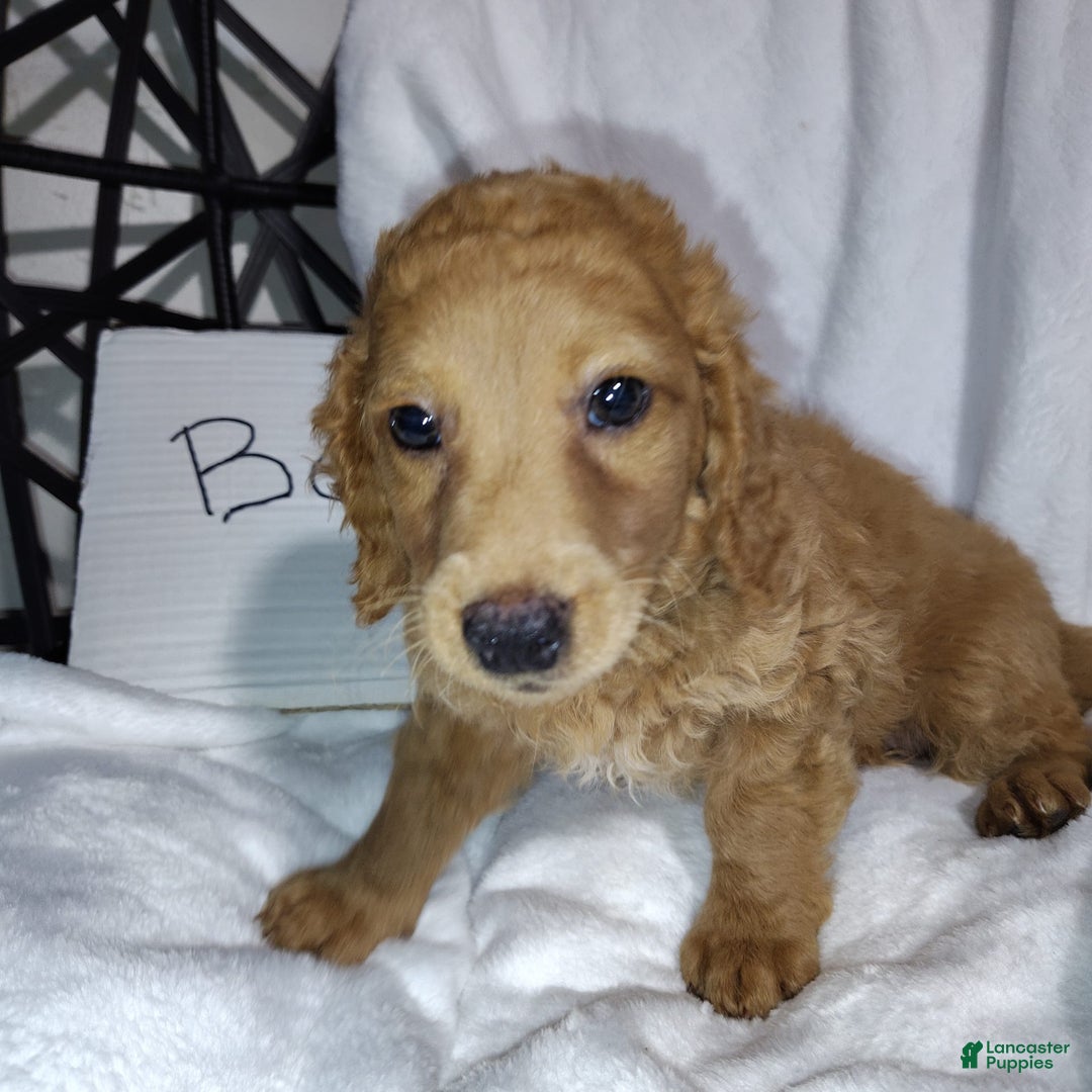 Mini Goldendoodle dogs for sale: Bear - Image 4