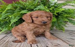 Goldendoodle dogs for sale: Ben - Image 1