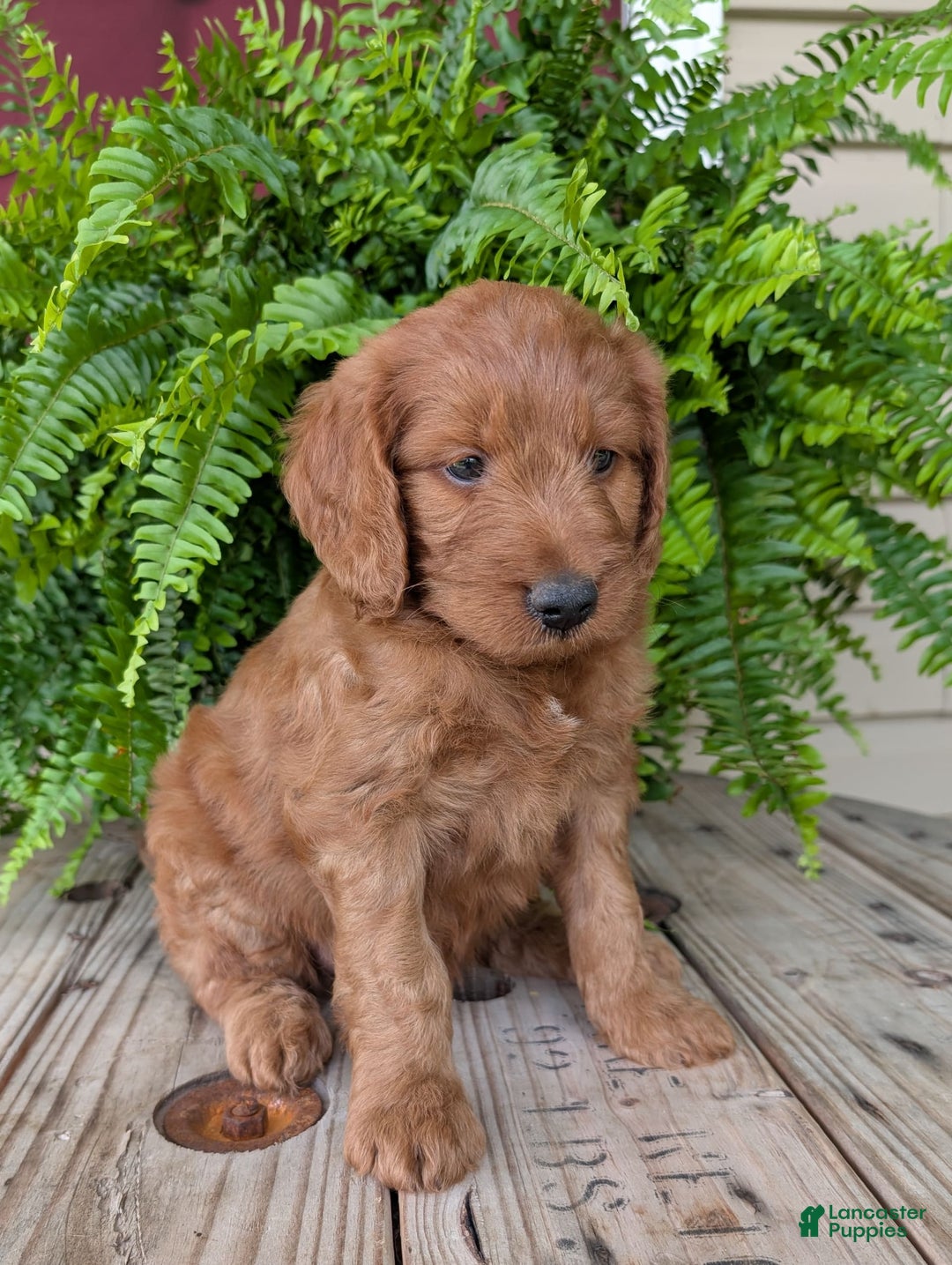 Goldendoodle dogs for sale: Ben - Image 1