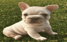 French Bulldog dogs for sale: Bolt - Image 1