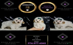 Maltipoo dogs for sale: Russel - Image 7