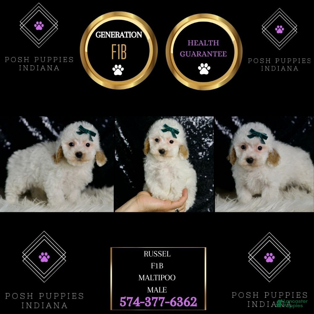 Maltipoo dogs for sale: Russel - Image 7