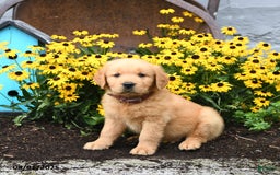Golden Retriever dogs for sale: Franklin - Image 1