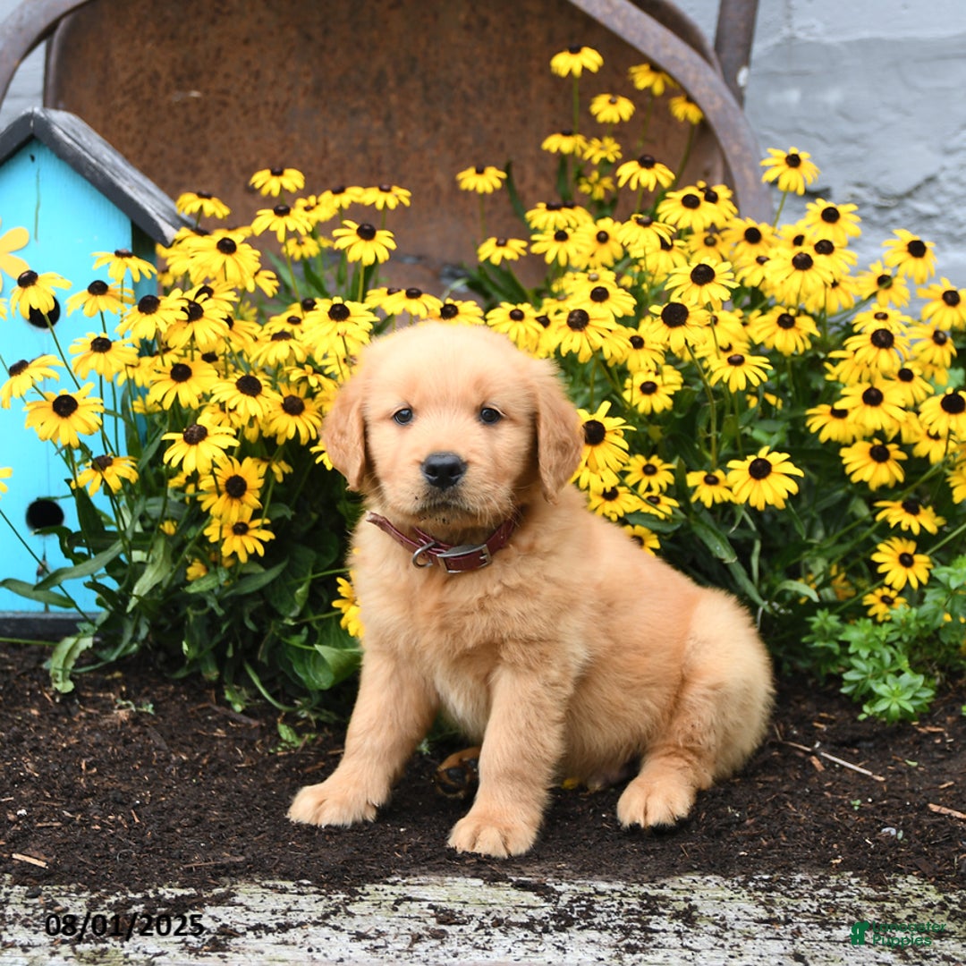 Golden Retriever dogs for sale: Franklin - Image 1