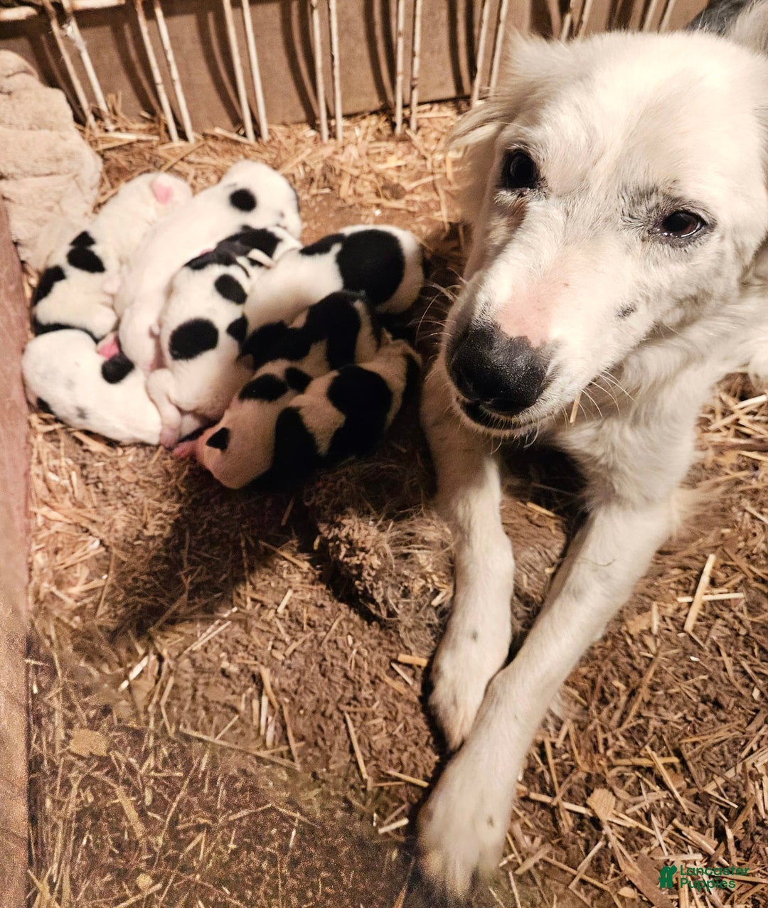 Border Collie dogs for sale: Ego - Image 14