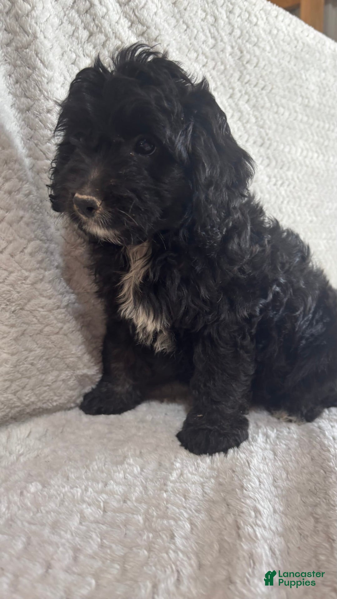 Mini Aussiedoodle dogs for sale: Harper - Image 5