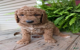 Goldendoodle dogs for sale: Maggie - Image 6