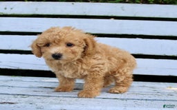 Miniature Poodle dogs for sale: Max - Image 4