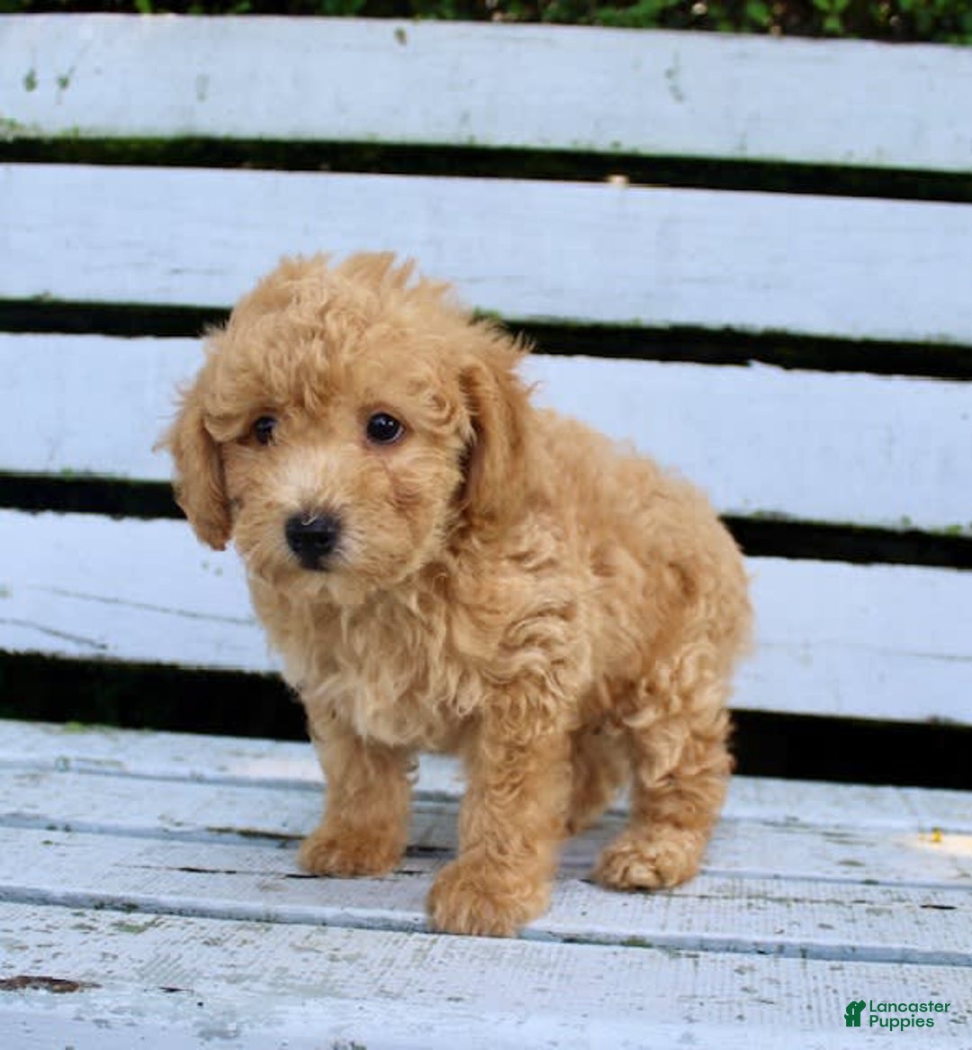 Miniature Poodle dogs for sale: Max - Image 4