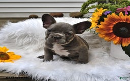 French Bulldog dogs for sale: Hunter - Image 9