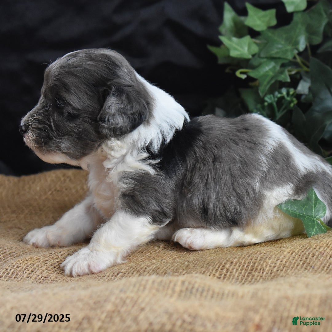 Cavapoo dogs for sale: Aaron - Image 3