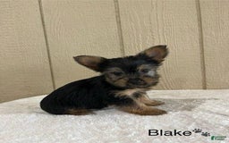 Yorkshire Terrier dogs for sale: Blake - Image 6