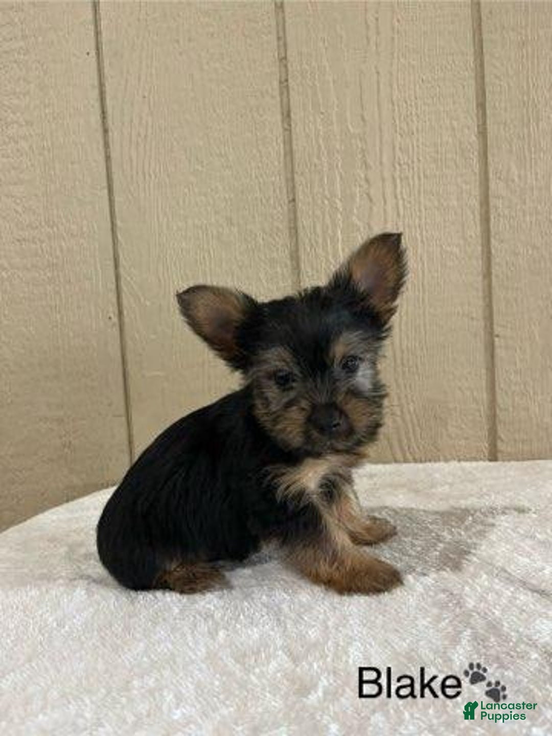 Yorkshire Terrier dogs for sale: Blake - Image 6