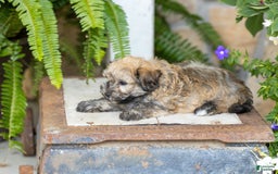 Havanese dogs for sale: Troy - Image 2