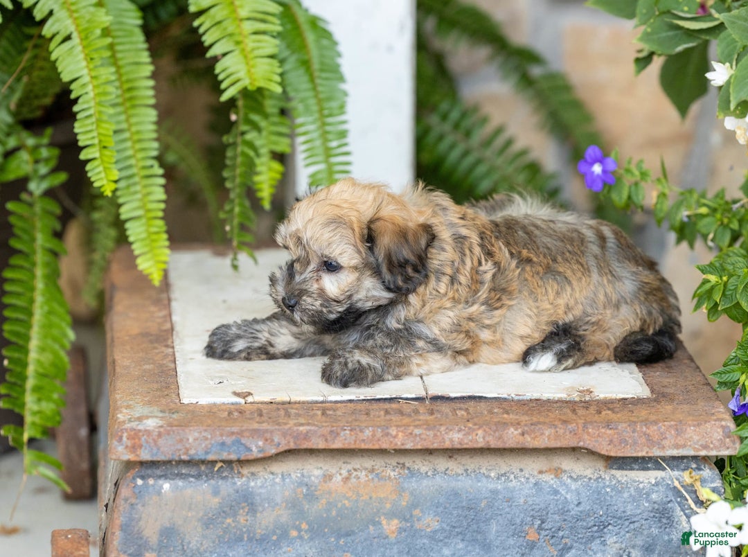 Havanese dogs for sale: Troy - Image 2