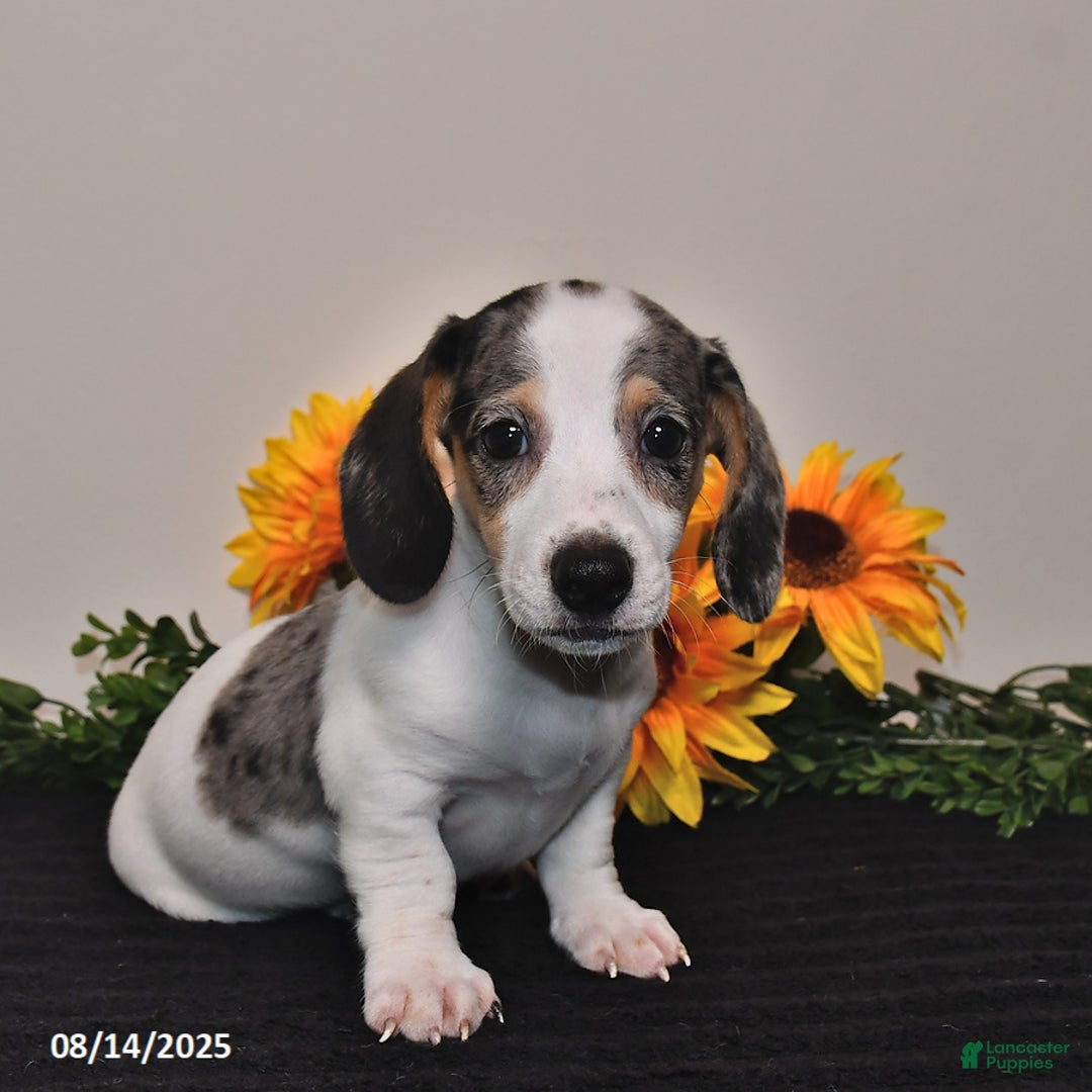 Miniature Dachshund dogs for sale: Pickle - Image 1