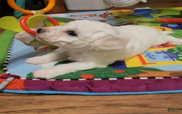 Bichon Frise dogs for sale: Mary Francis - Listing for pets: Mary Francis - Image 7