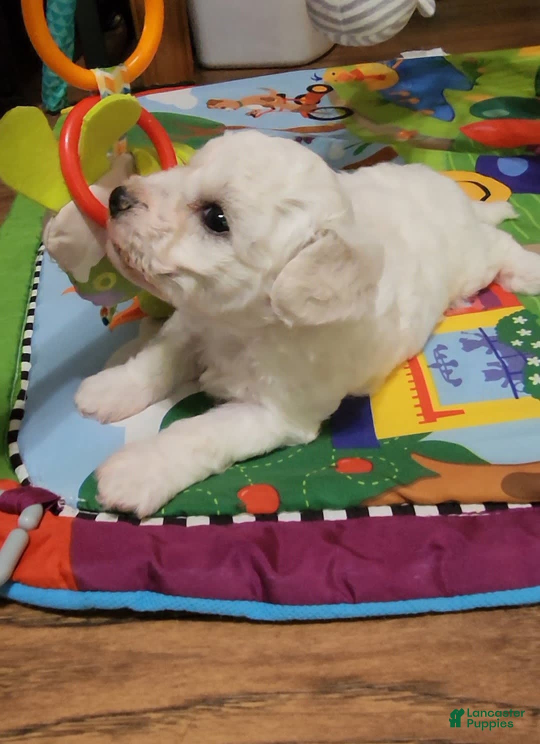 Bichon Frise dogs for sale: Mary Francis - Listing for pets: Mary Francis - Image 7