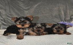 Yorkshire Terrier dogs for sale: Max - Image 4