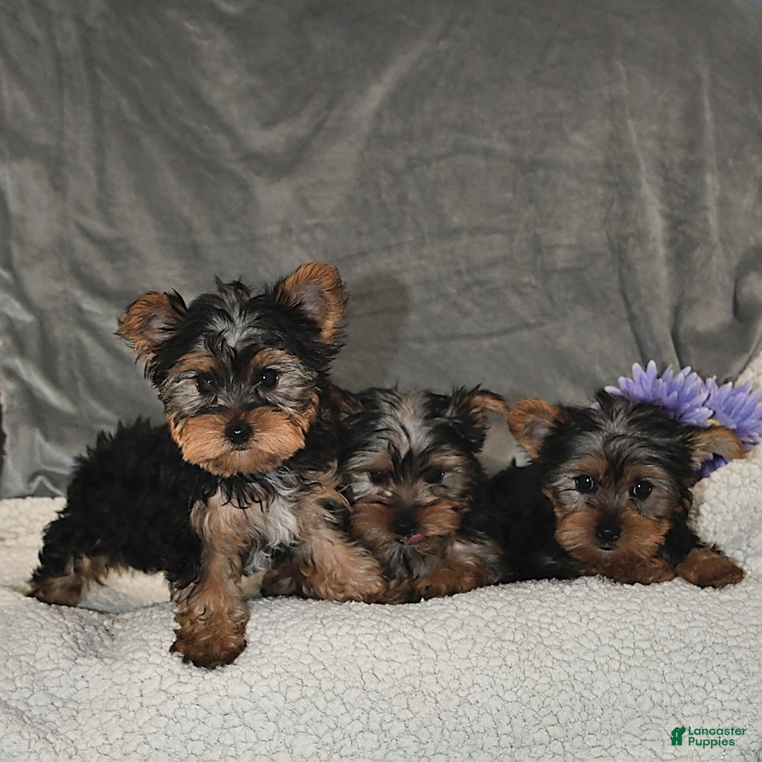 Yorkshire Terrier dogs for sale: Max - Image 4
