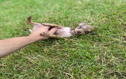 Chihuahua dogs for sale: Peanut - Image 1